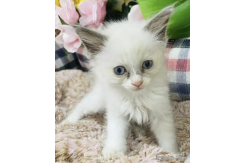 成約済の山形県のラグドール-95590の2枚目